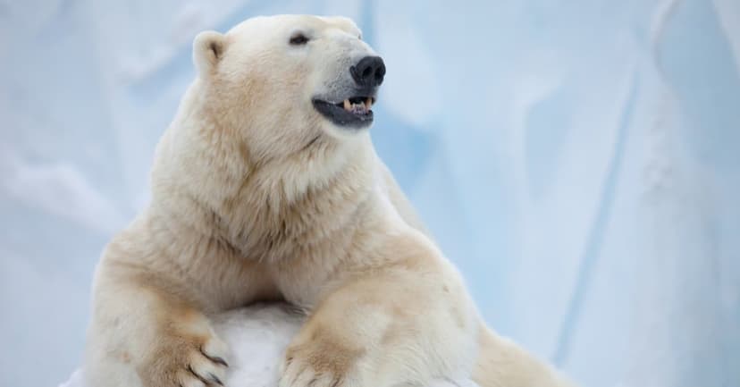 Polar Bears Are Coming Closer to People—and it’s Not Due to Hunger