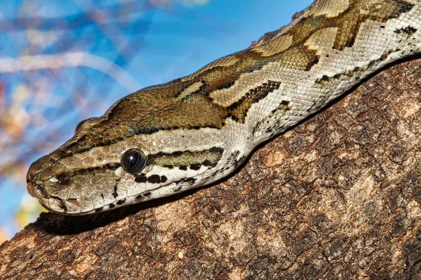 Python's Attempt to Eat Antelope Takes 'Sharp' Turn