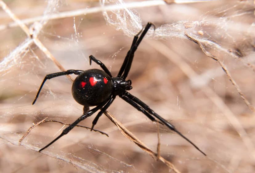 States with Highest Venomous Spider Species Identified
