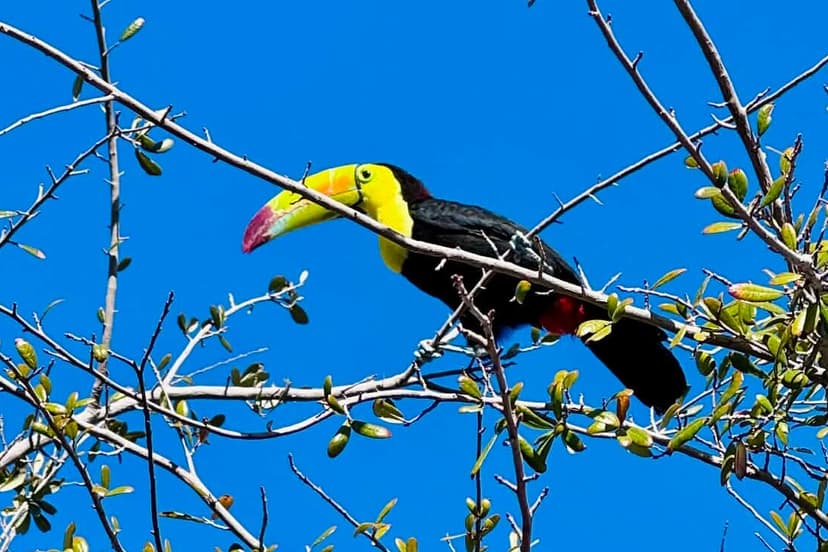 Rescue Efforts Underway to Catch Escaped Toucan in Las Vegas