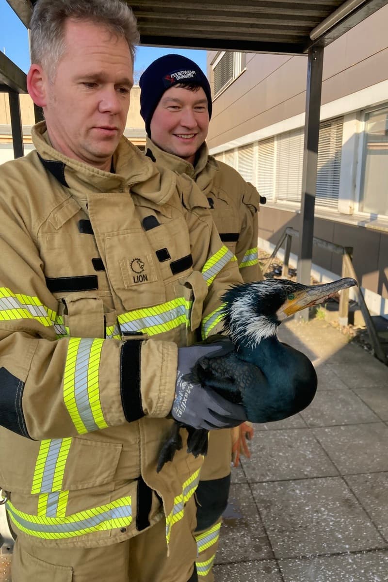 Injured Seabird Seeks Help at Hospital Door
