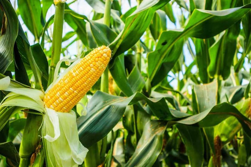 Corn Trading with Wednesday Gains