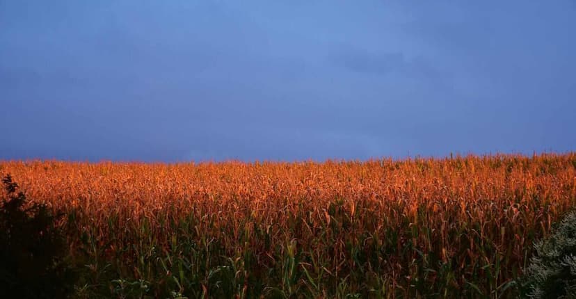 Midday Commodity Market Updates