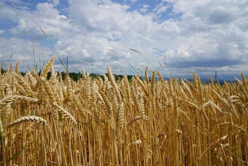 Agricultural Commodities See Price Declines on Tuesday