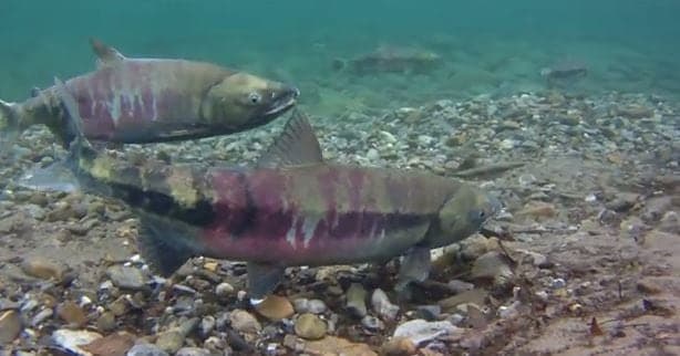 Alaska Implements New Restrictions to Aid Chum Salmon Recovery
