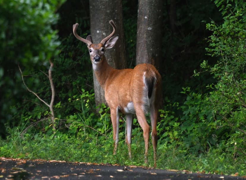 Researchers Discover Why COVID-19 No Longer Infects Animals