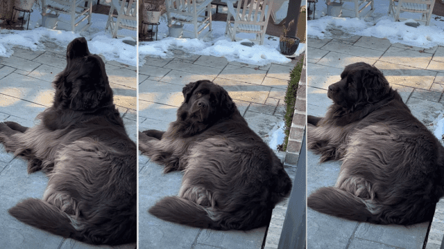 Video Shows Dog’s Contribution to the Fire Department