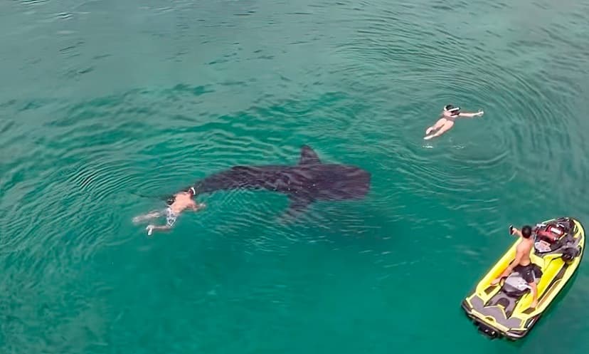 Snorkelers shown swimming with ‘Costa Rican-style submarine’