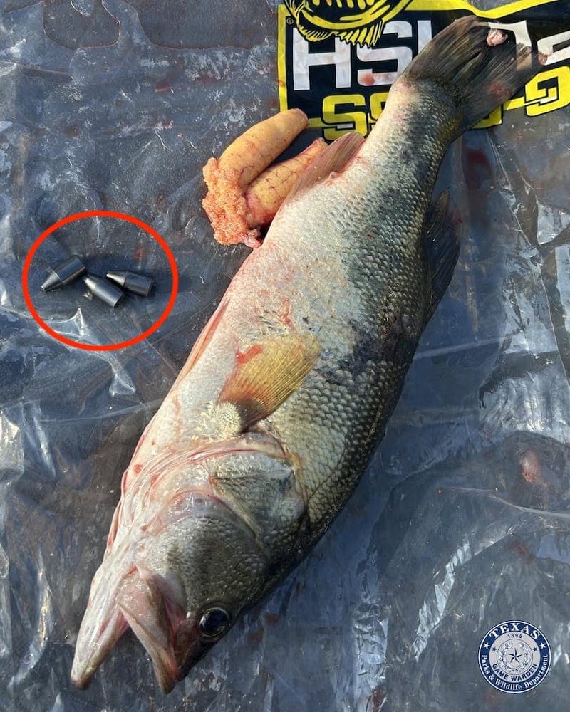 Fisherman charged with a felony for cheating in bass tournament