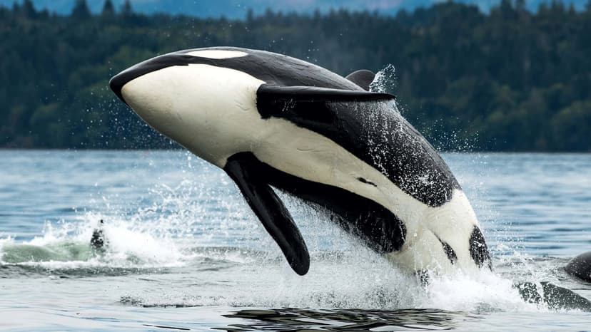 Killer Whale Groups Engage in Ferocious War in North Pacific