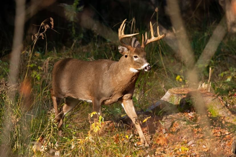 Petition to Ban Hunting in Oregon Gains Momentum for November Ballot
