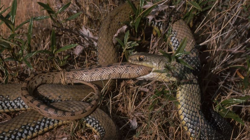 Scientists Investigate Why Snakes Are Evolving Towards Cannibalism