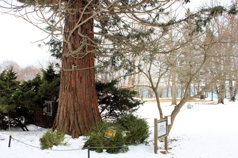 Giant Sequoia Towers Over Northern Michigan Snowscape