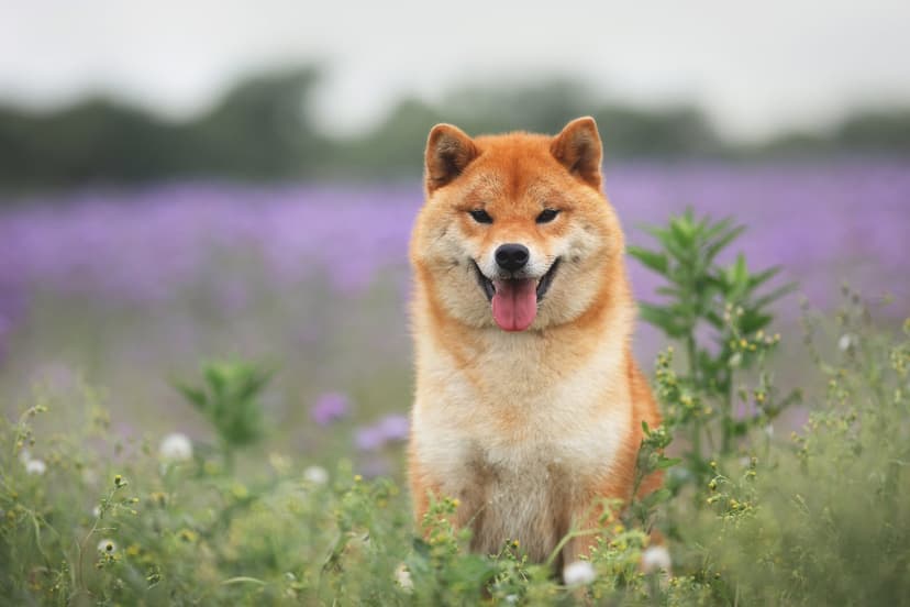 What Drove Shiba Inu's Double-Digit Move Higher This Past Week?