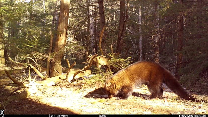 Rat Poison Found in New Hampshire Carnivores, Ban Proposed
