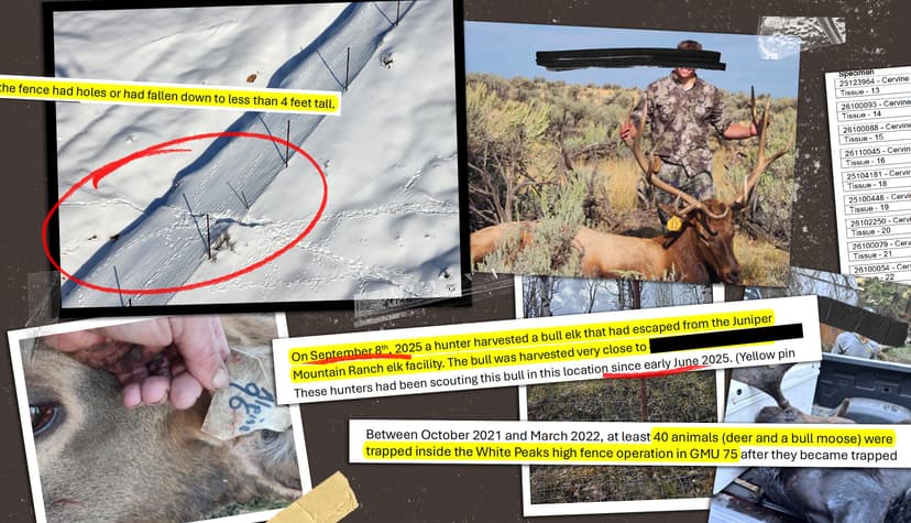 Biosecurity Concerns at Idaho High-Fence Ranches as Elk Escape and Wild Animals Enter