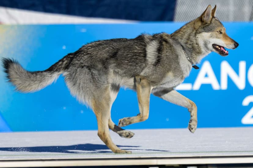 Dog Crashes Winter Olympics Cross-Country Race