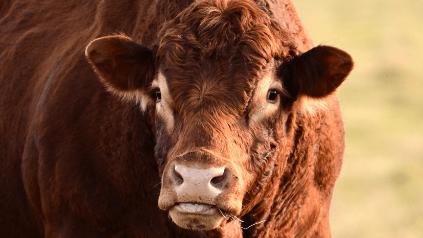 Giant Cow's Affectionate Antics Go Viral