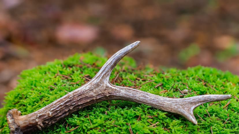 Archaeologists Found a 7,000-Year-Old Deer Antler That May Have a Ritualistic Past
