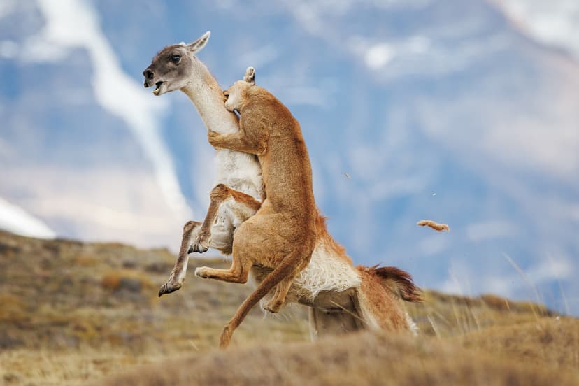 Sony World Photography Awards 2026 Showcase Riveting Images