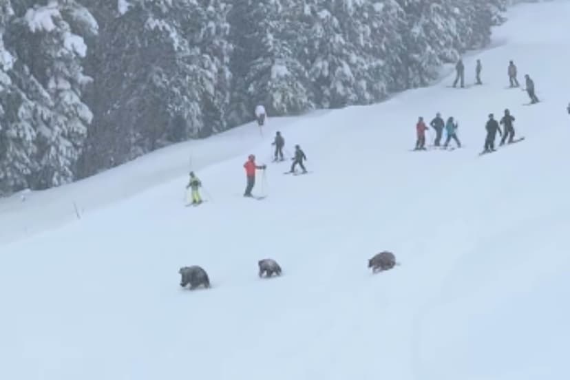 Bears Invade California Ski Resort During Powder Day