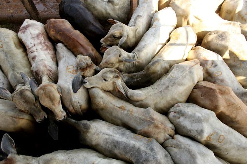 Brazil Beef Companies Eye Increased Exports to China