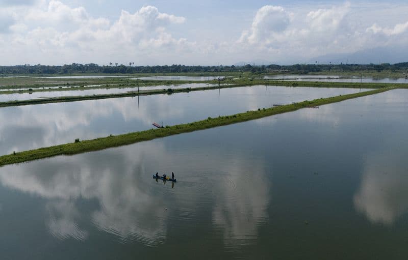 Ecuadorian Shrimp Sales Projected to Rebound and Exceed Oil Exports in 2025