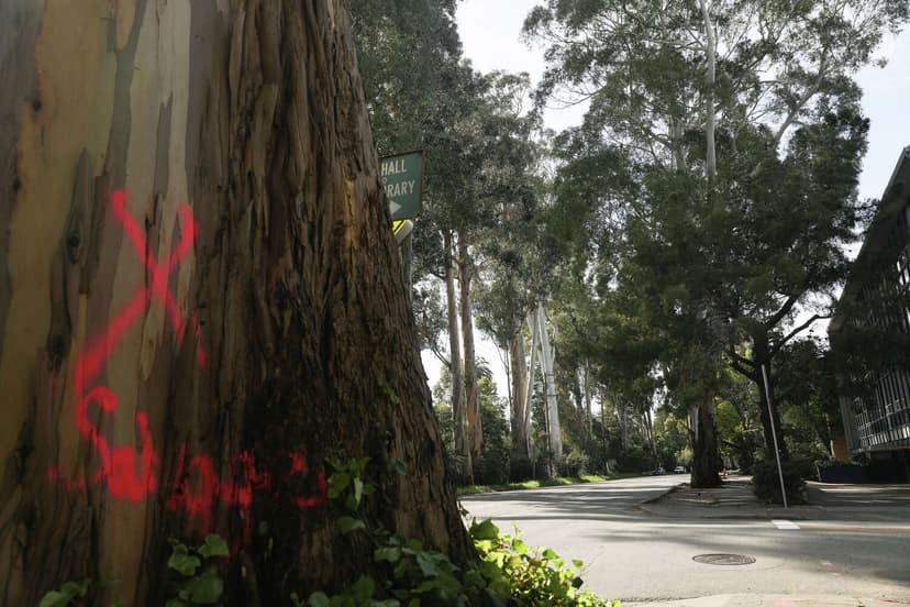 Bay Area City Cuts Down Hundreds of Historic Eucalyptus Trees