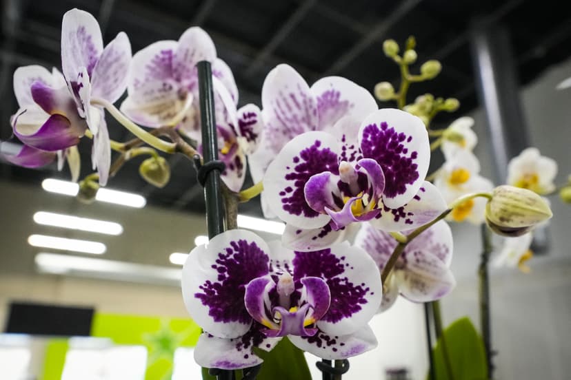 The Hoddle of Coffee: Tottenham Hotspur news and links for Tuesday, February 17