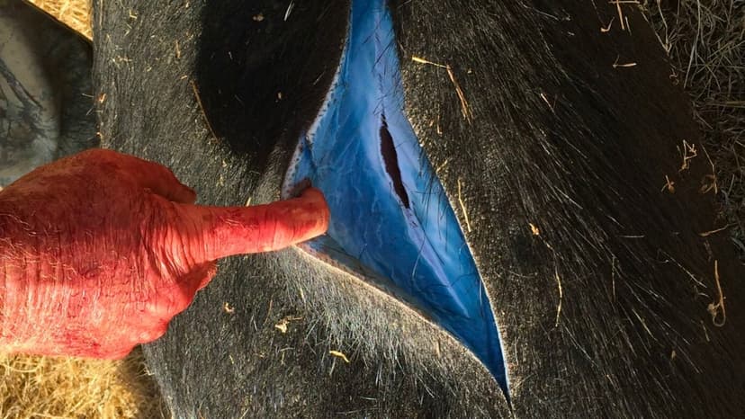 Wild Pigs Turning 'Neon Blue' in California Trigger Warnings