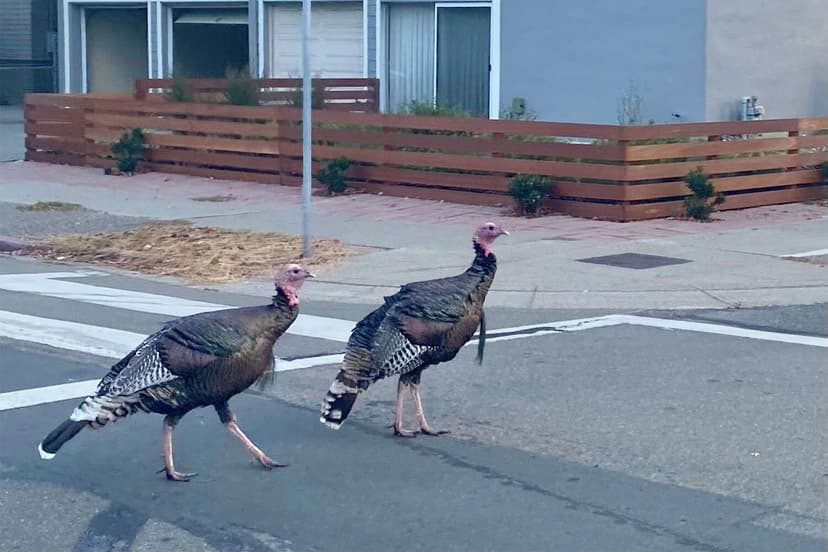 How wild turkeys ended up everywhere in the Bay Area