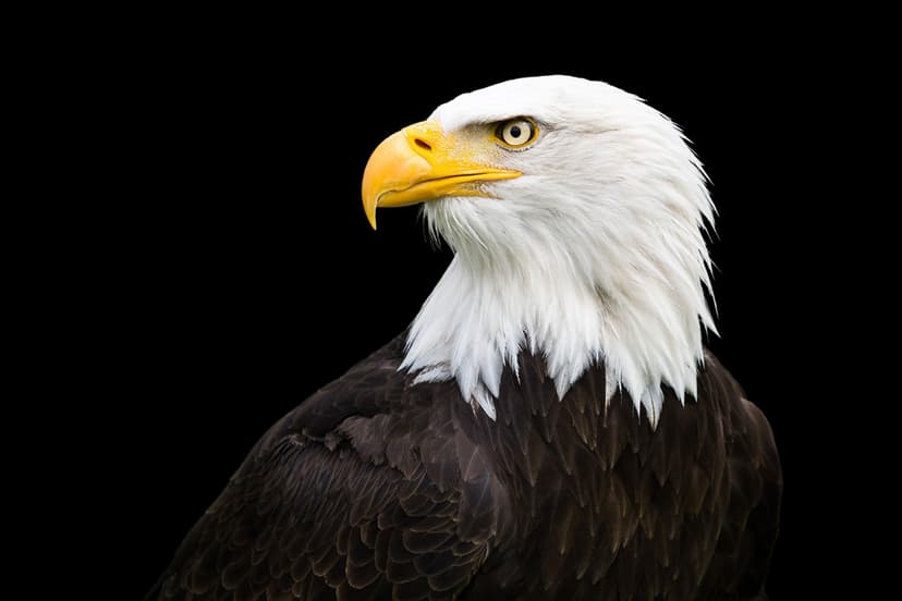 Americans' Infatuation with Bald Eagles Explored