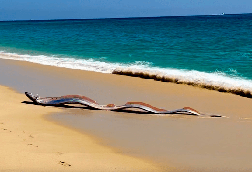 Rare Oarfish Wash Ashore in Cabo, Stun Beachgoers
