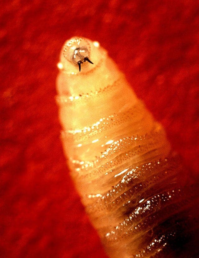 Flesh-Eating Parasite Screwworm Targets US, Raises Concerns in Ohio