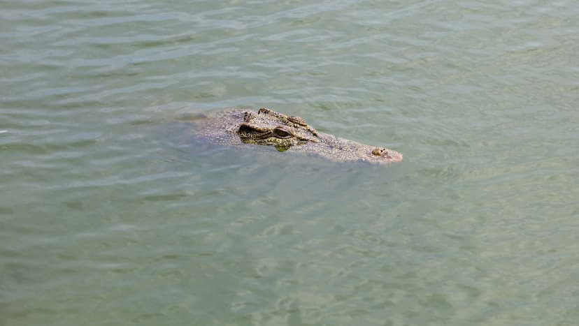 Crocodiles Spotted Amid Historic Flooding, Residents Warned to Stay Out of Water