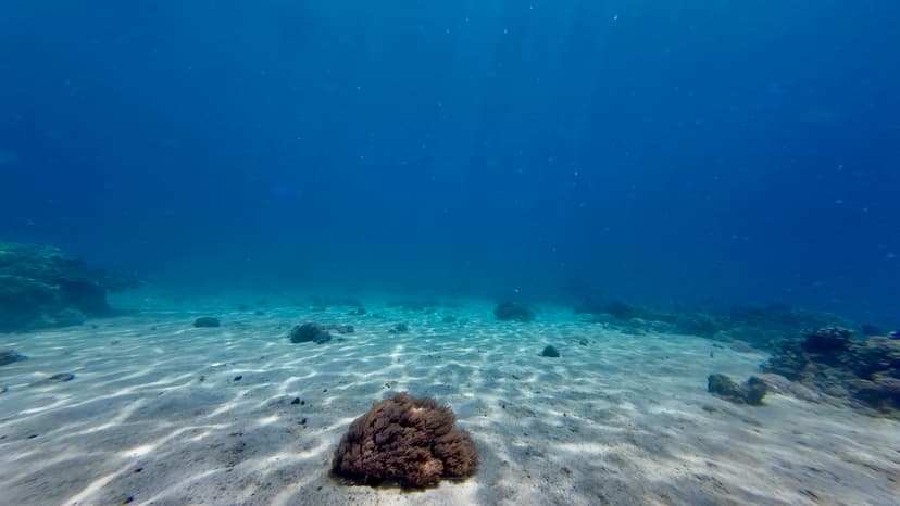 Scientists Discover Alarming Phenomenon Beneath Ocean's Surface