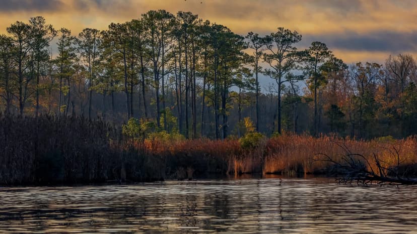 Eerie Phenomenon Spreads Across US Coasts, Raising Scientific Concern