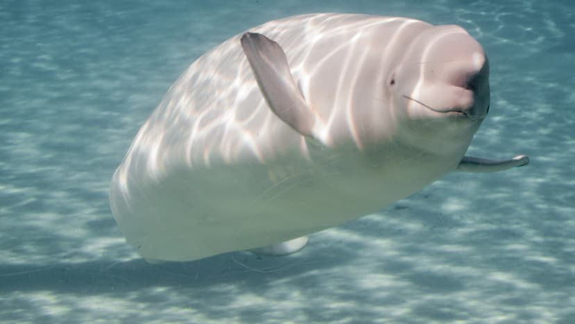 Whale Urine Study Leads to Incredible Scientific Discovery