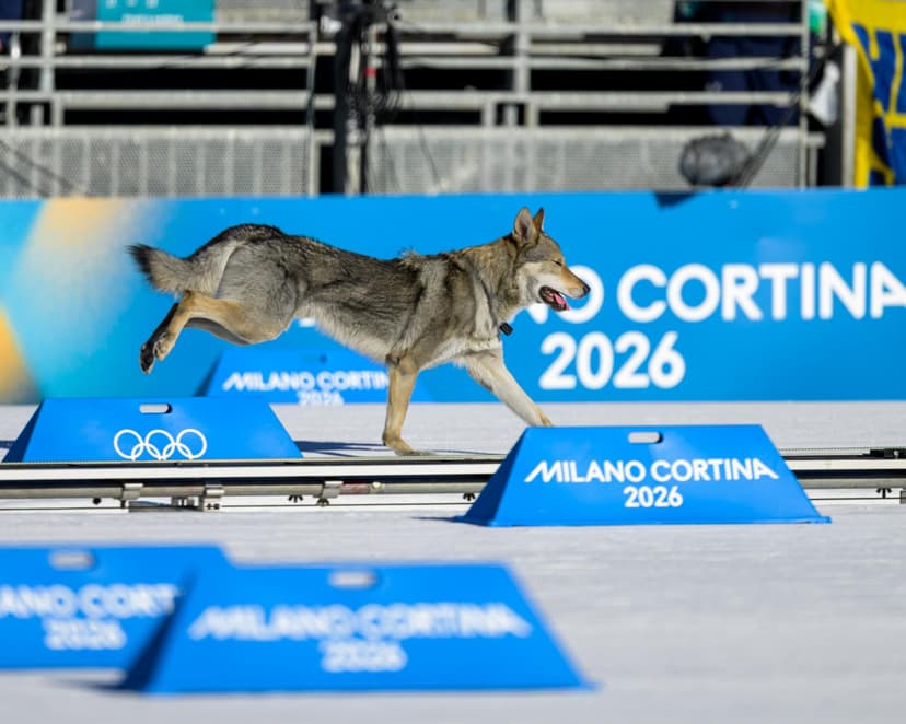 Very Good Dog Invades Winter Olympics Course, Falls Short of Medal