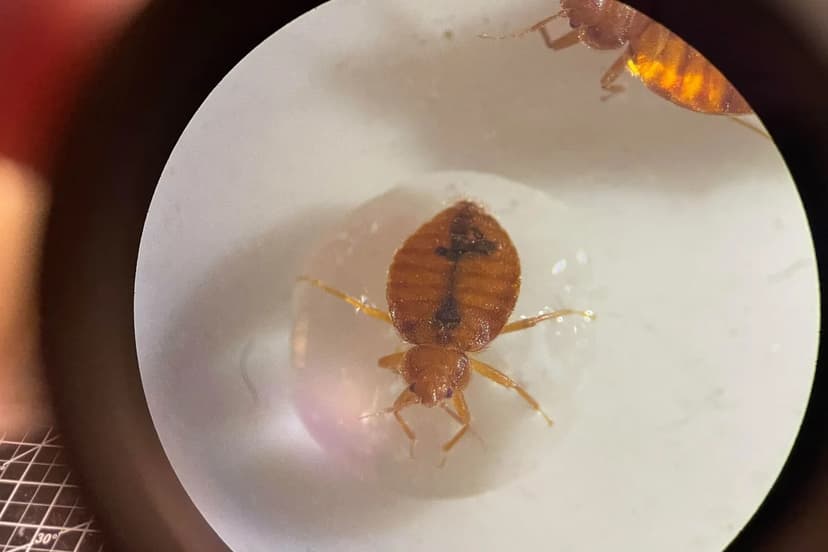 Accidental Discovery Reveals Bedbugs' Fear of Specific Colors