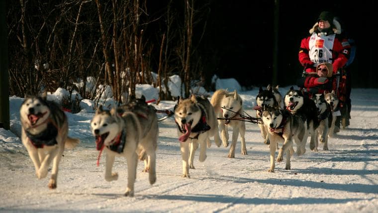Iditarod mushers, map, distance and more: Everything to know about the 2026 dog sled race
