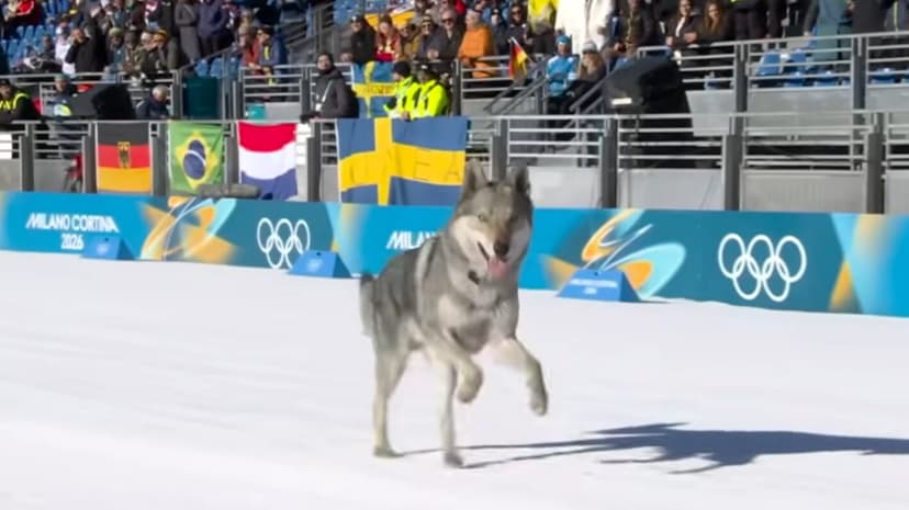 Dog Interrupts Winter Olympics Cross-Country Skiing Race
