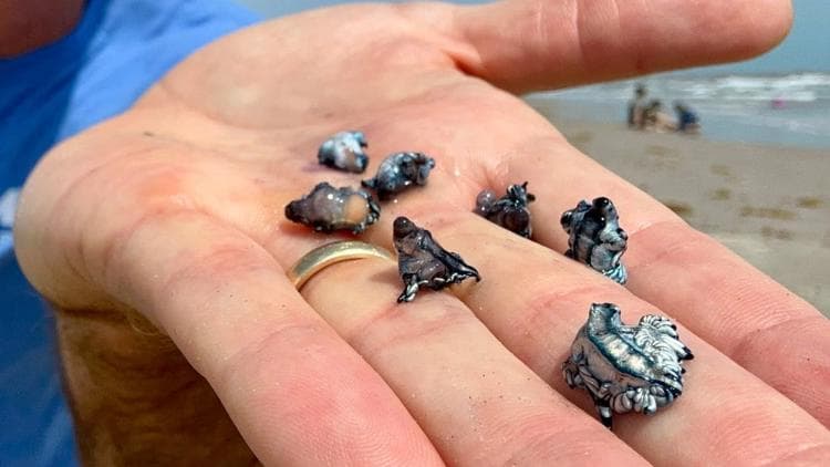 Rare 'Blue Dragons' Wash Up on Texas Beaches