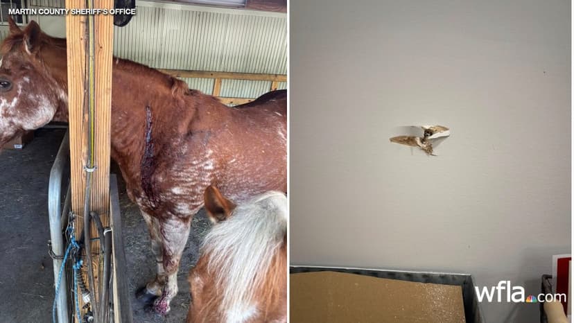 Florida Man Shoots Neighbor's Horse During Backyard Target Practice