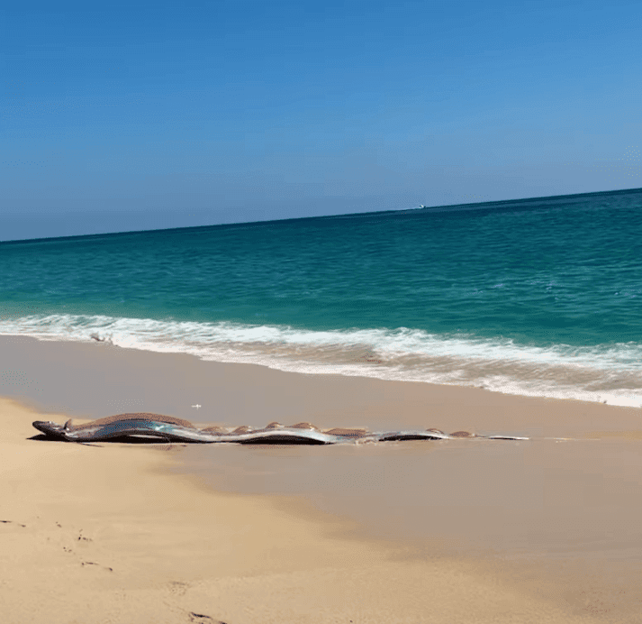 Two Rare ‘Doomsday Fish’ Washed Up on a Beach in Cabo San Lucas — Here’s What Scientists Say