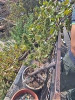 North Macedonia revokes cannabis cultivation permits for six firms