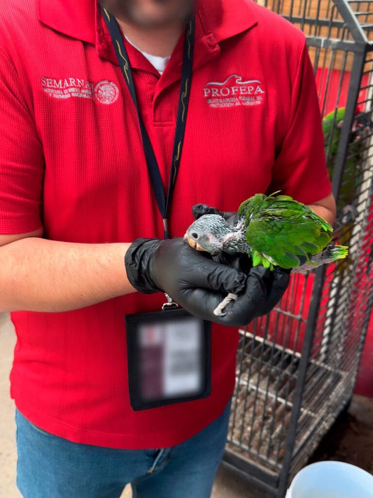 US Authorities Return Seized Mexican Parrots