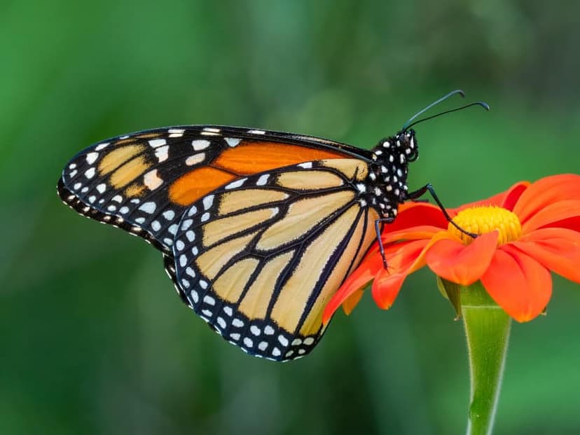 Monarch Butterfly Migration and its Ecological Impact