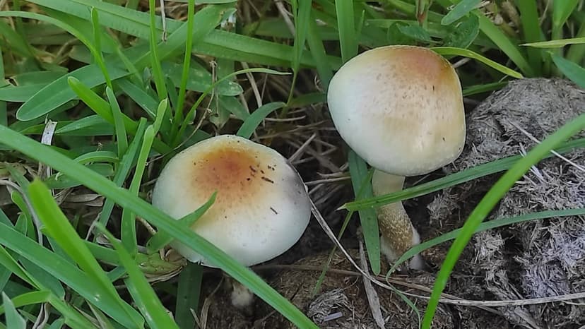 African 'Magic Mushroom' Origins Revealed by Scientists