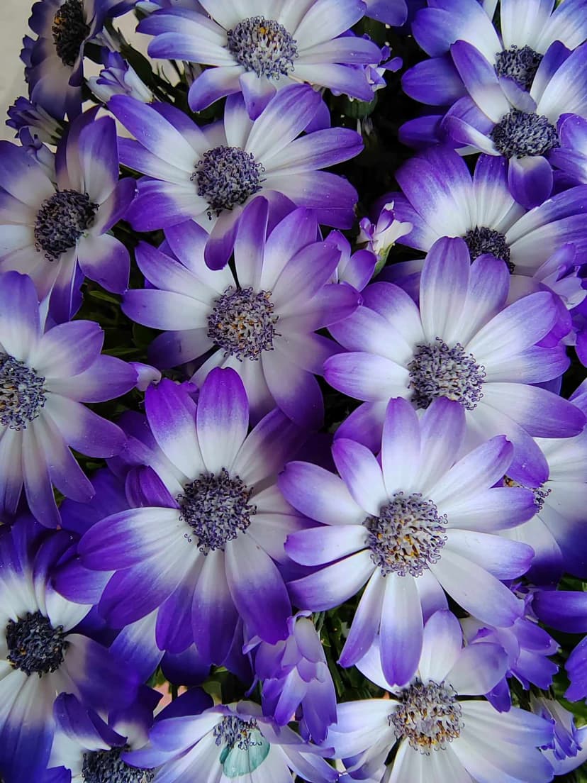 North Macedonia Forecasts Sunny Weather with Temperatures Up to 20 Degrees Celsius